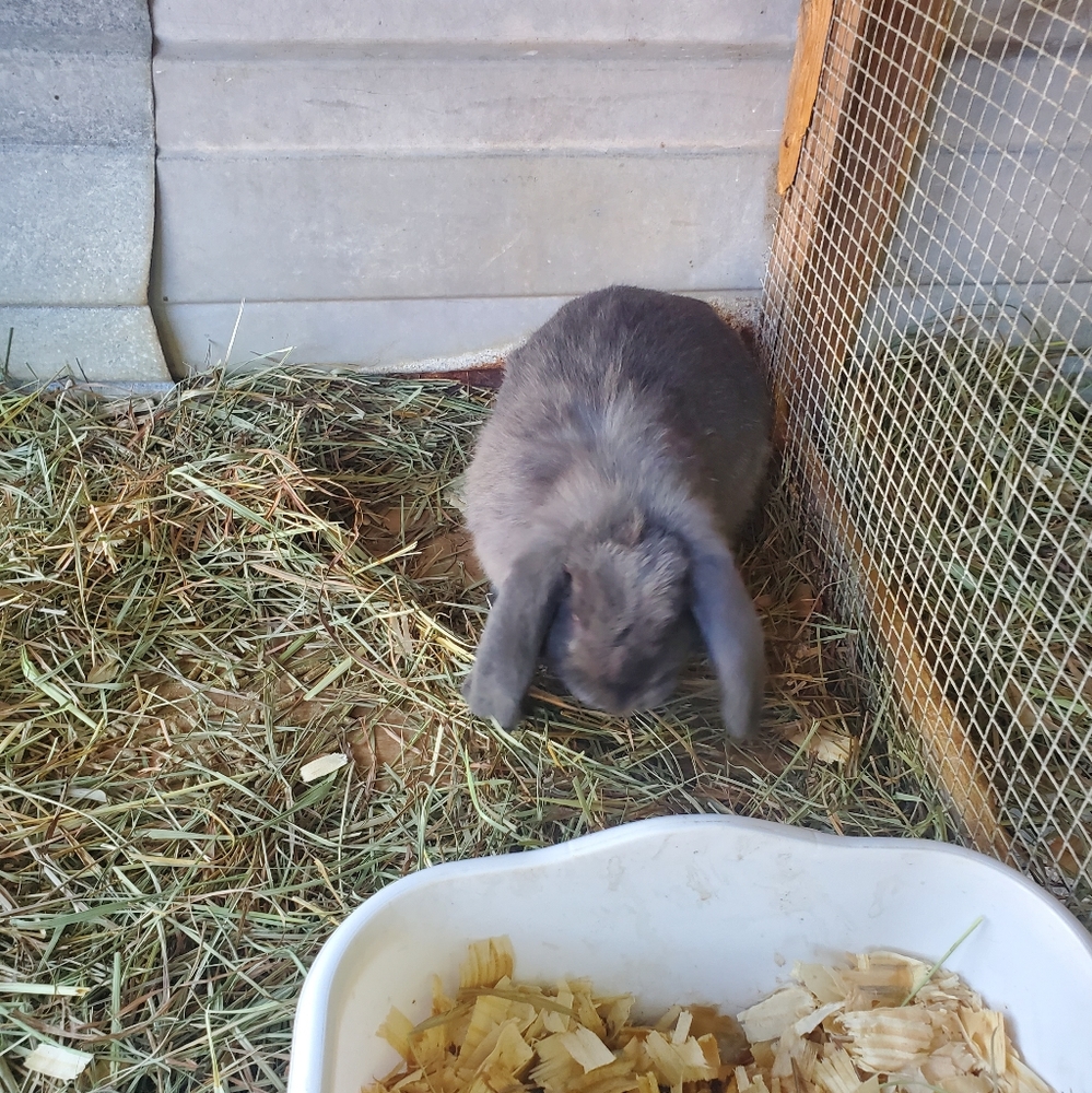***PET ALERT!!!*** - Picture 13 of 13